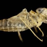 Unleashed: The Ultimate Guide to Finding the Best Flea Control Cleanser for Your Pet