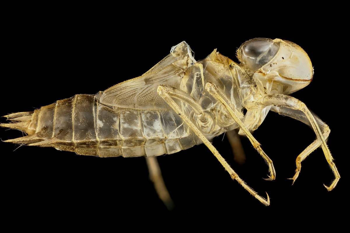 Unleashed: The Ultimate Guide to Finding the Best Flea Control Cleanser for Your Pet