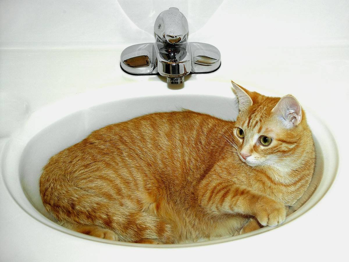 Before and after photos of Luna showing the improvement in her skin and coat