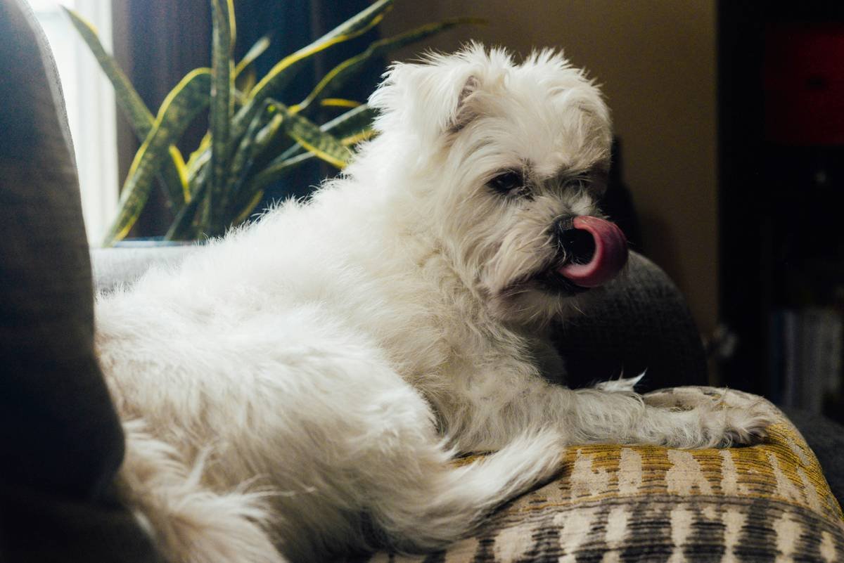 Why "Fluffy Hair Shampoo" Is the Secret to Your Pet's Glossy Glow