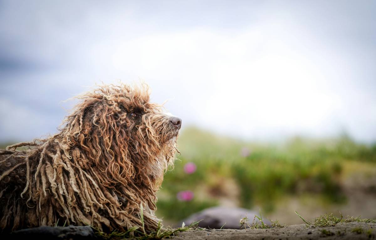 Infographic showing how matted dog hair leads to skin infections, pain, and mobility issues with vet-approved stats
