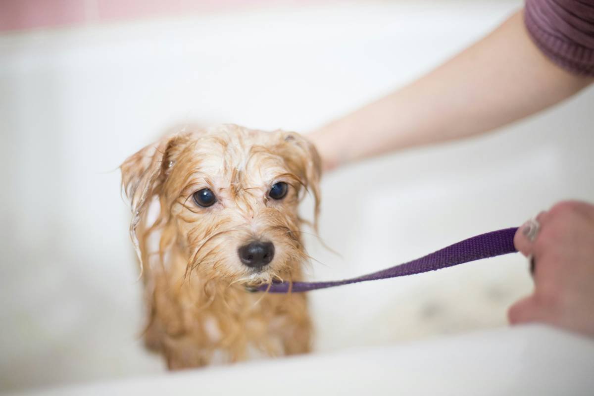 The Only Flea Control Cleanser Guide You’ll Need (Because Scratching Isn’t Cute)