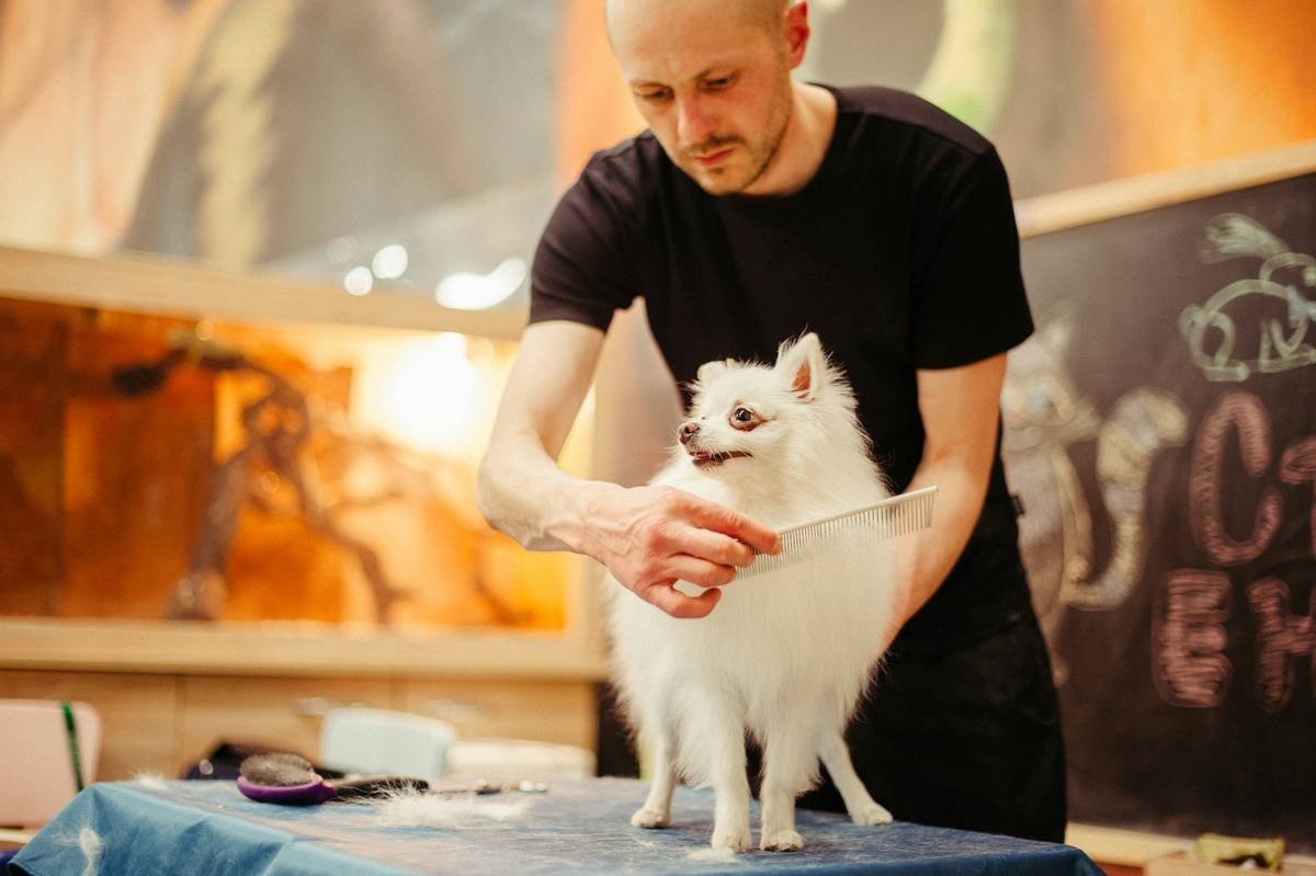 Thin Coat Shampoo: The Secret Weapon for Your Pet’s Sparse Fur (Backed by Groomers & Vets)