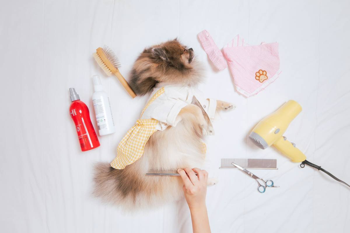 Thin Hair Shampoo for Dogs: Why Your Fluffy Pal Needs More Than Just Suds