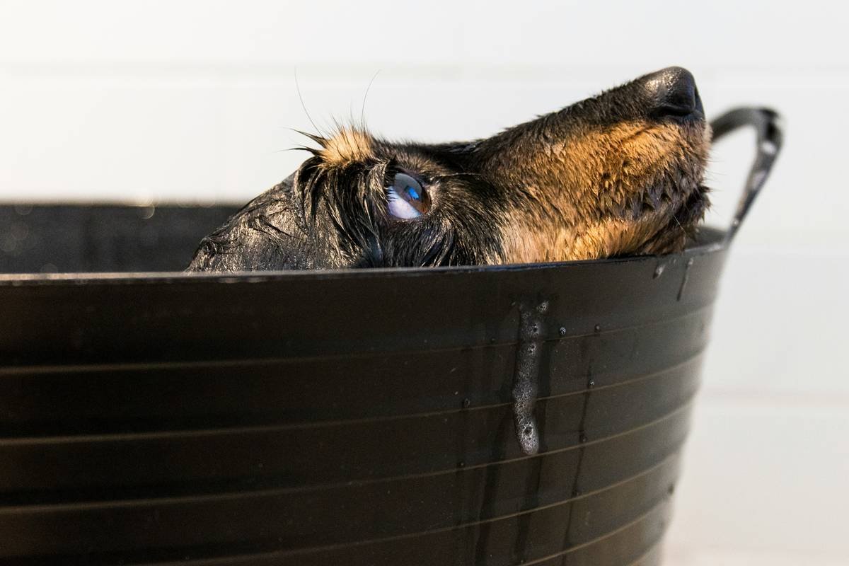 What’s the Best Flea Repellent Cleanser for Your Dog? A Groomer’s No-BS Guide