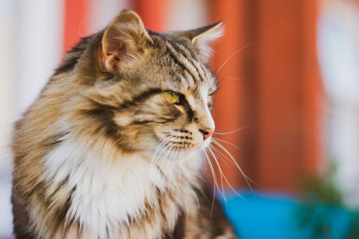 Why Your Cat Deserves a Neutral pH Cat Wash—And How to Choose the Right One