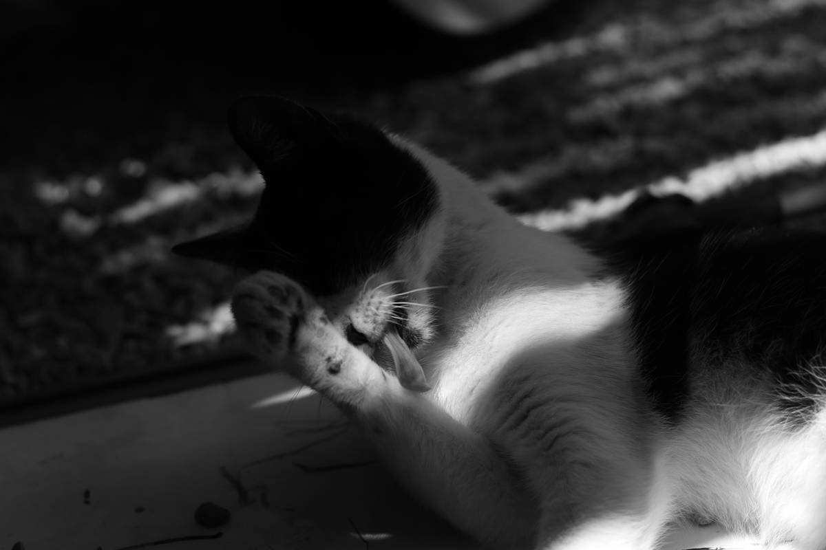 Why Your Cat’s Itchy Skin Starts with a Simple Bottle: The Truth About Balanced pH Cat Wash