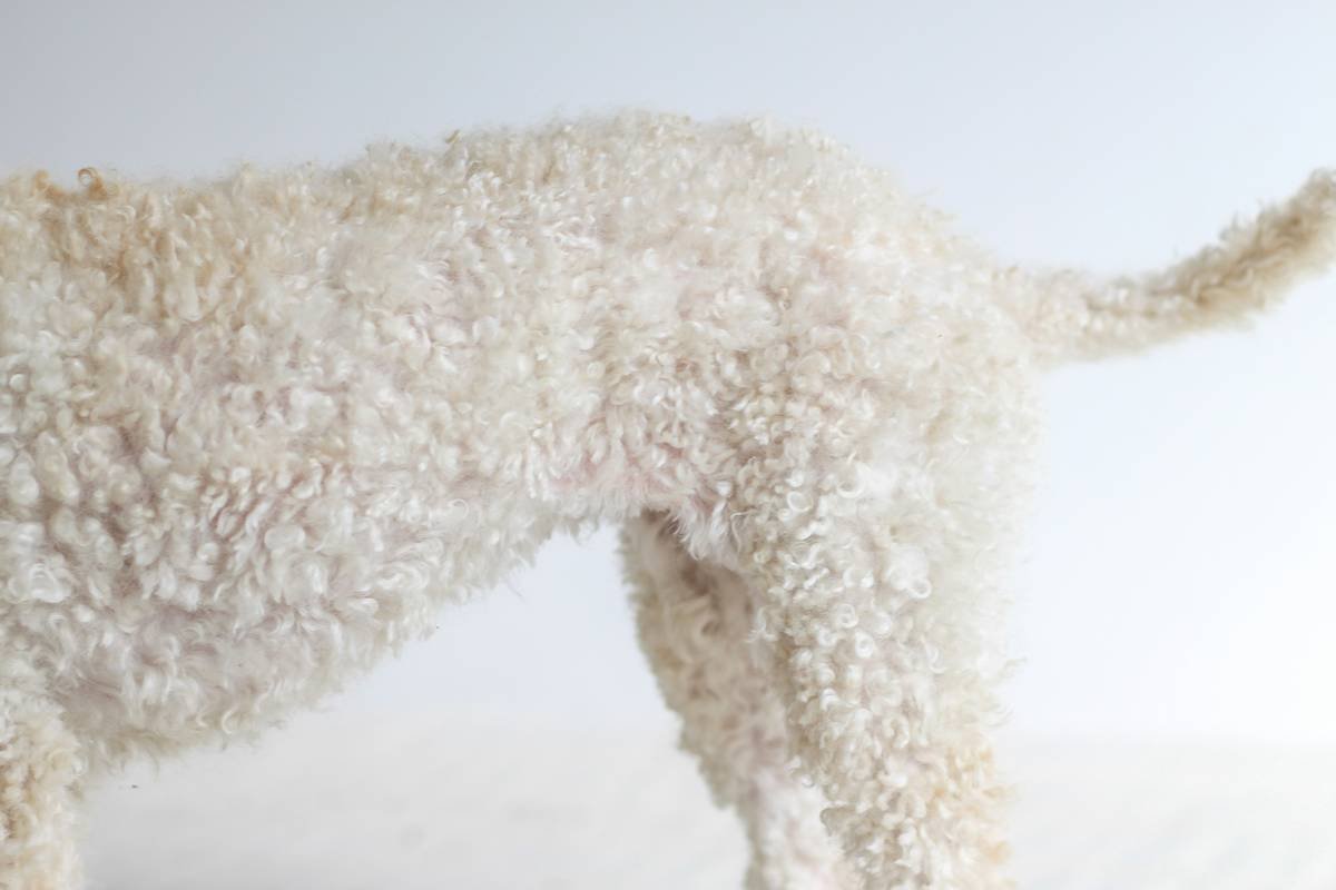 Why Your Dog Deserves a pH-Balanced Skin Cleanser (And Why Most Shampoos Fail Them)