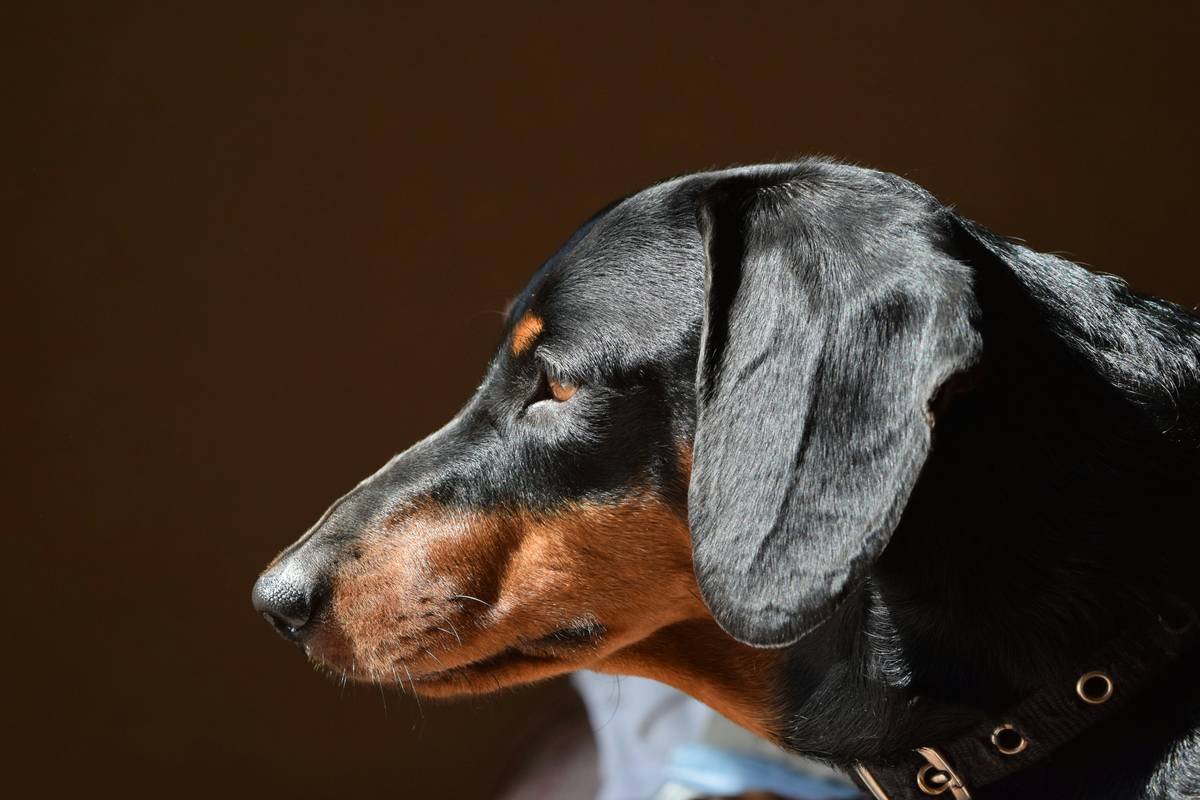 Why Your Dog’s Coat Still Isn’t Glossy—And How the Right Sleek Hair Shampoo Can Fix It
