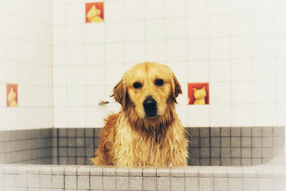 Why Your Dog’s Coat Still Looks Dull—Even After Baths (And How Glossy Coat Shampoo Fixes It)