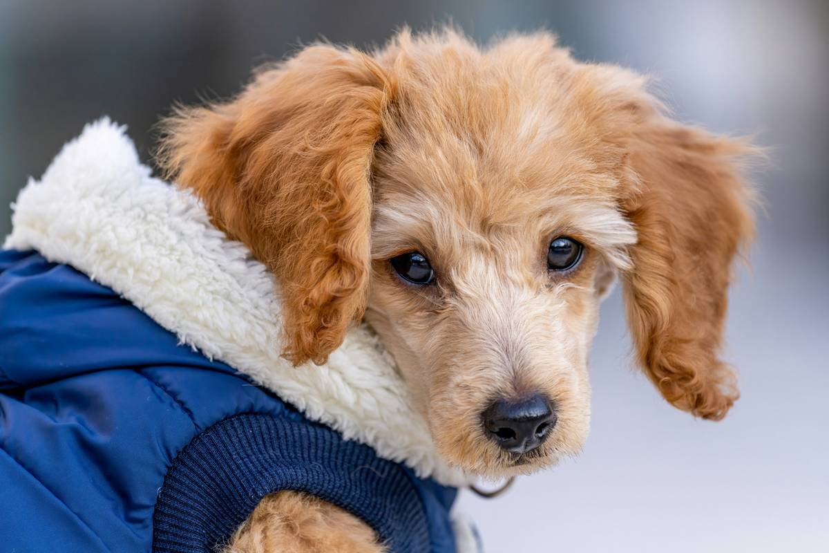 Why Your Dog’s Coat Still Looks Greasy? The Truth About Oily Hair Shampoo for Pets