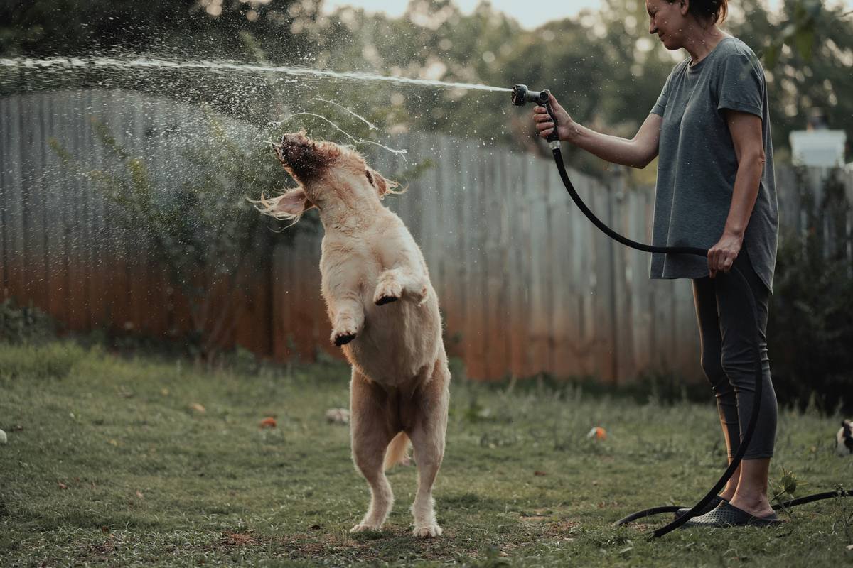 Why Your Dog’s Coat Still Looks Like a Dusty Doormat (Even After Bath Time): The Truth About Dry Hair Shampoo