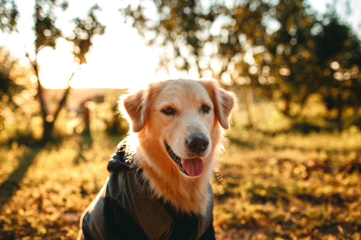 Why Your Dog’s Itchy Skin Starts with the Wrong Balanced pH Coat Cleanser