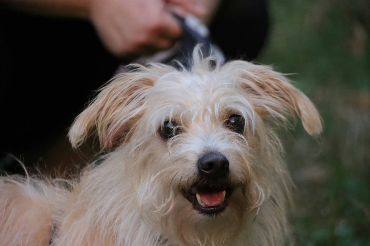 Why Your Dog’s Matted Hair Won’t Budge—And the Right Matted Hair Shampoo That Actually Works