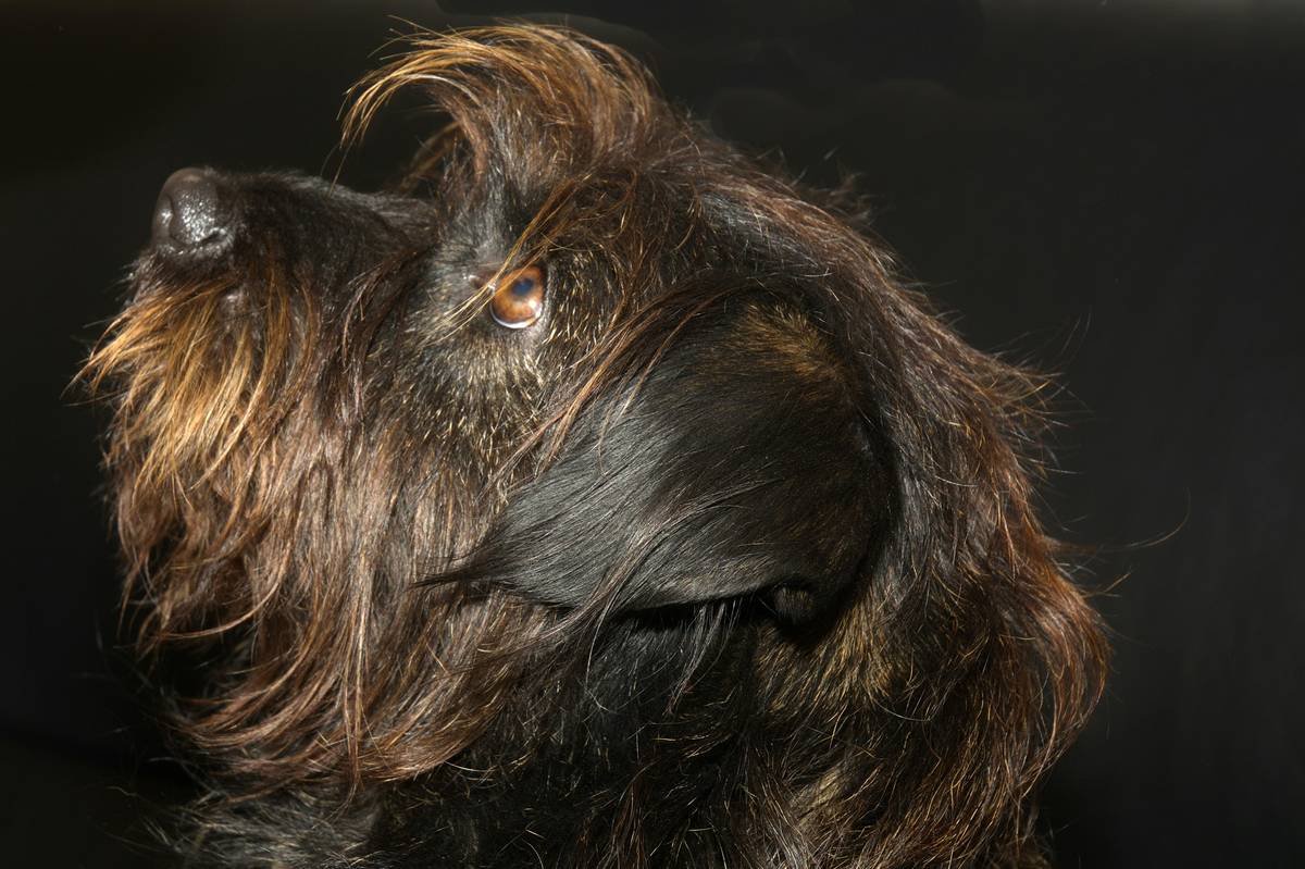 Wiry Hair Shampoo: The Only Guide You Need for Coarse-Coated Dogs