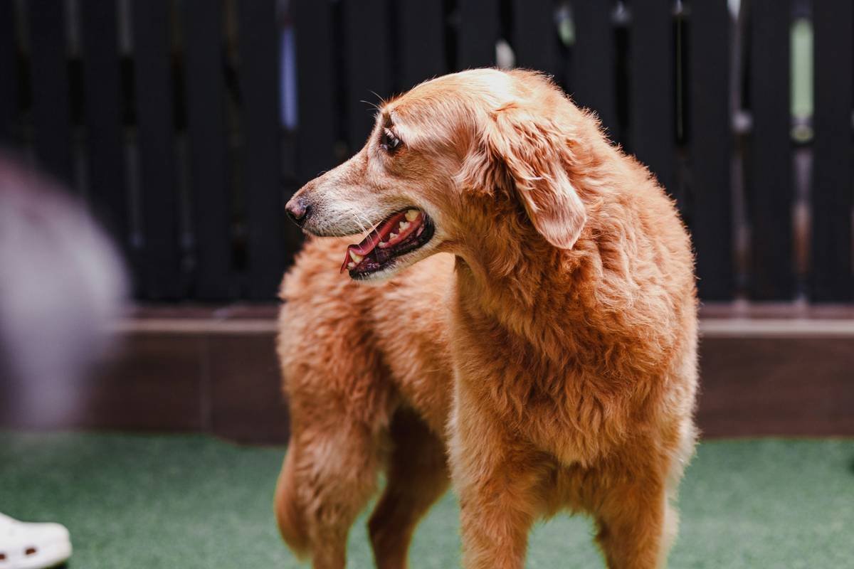 a brown dog standing on top of a green field
