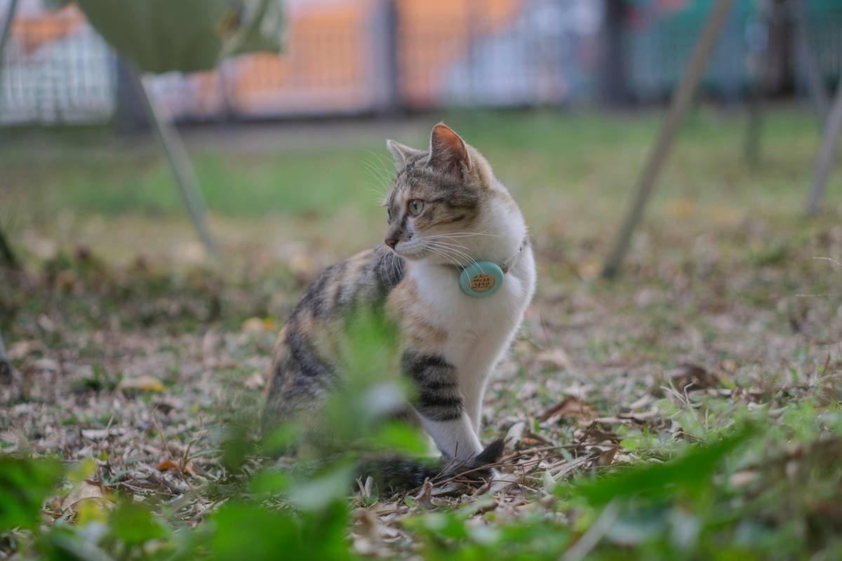 A cat is in a yard, looking away.