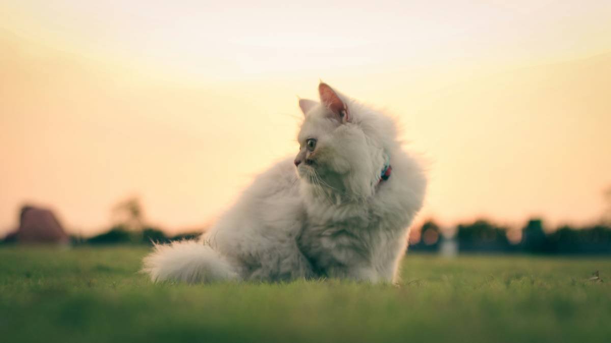 a cat sitting in the grass