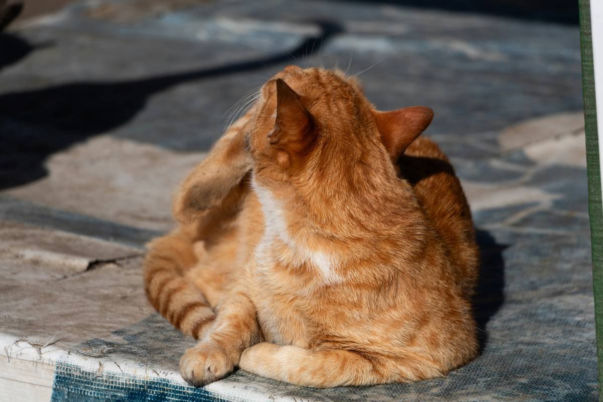 A cat sitting on the ground looking up
