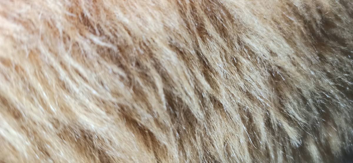 a close up of a furry animal's fur