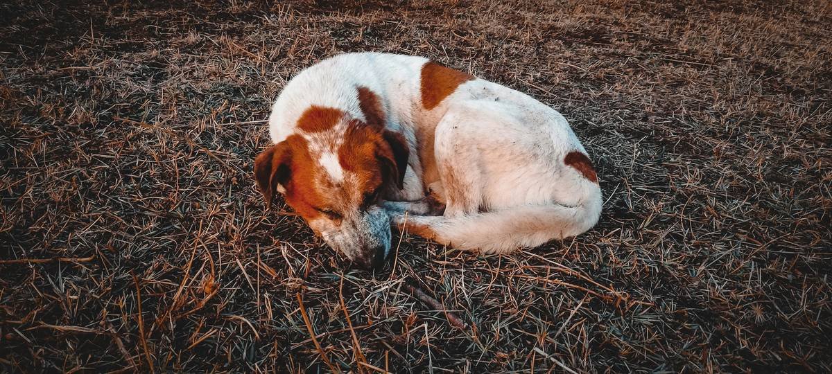 a dog lying in the grass