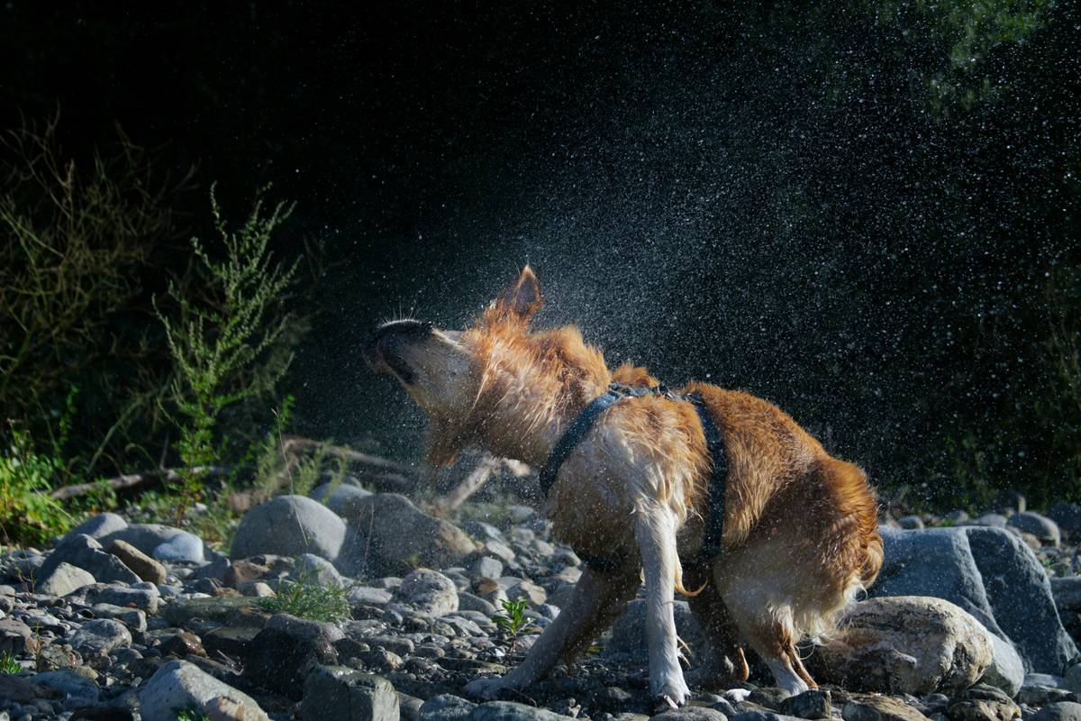 A dog trying to dry itself...