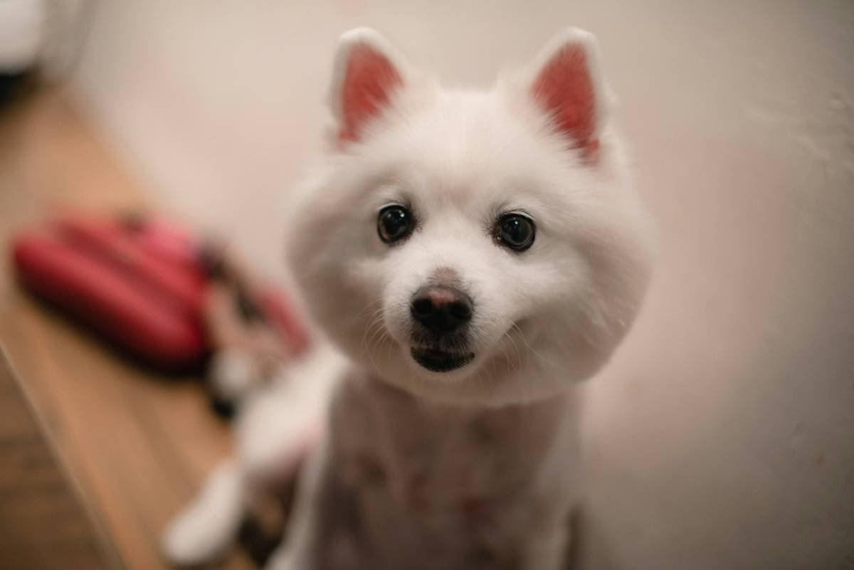 A fluffy white dog with dark eyes looks forward.
