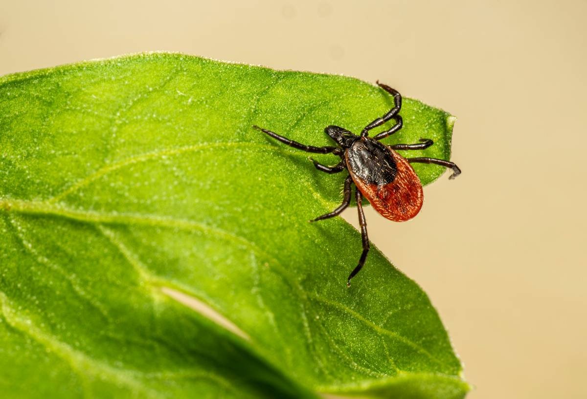 A red and black bug on a green leaf