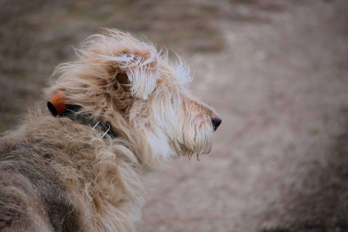 A shaggy dog with windblown fur looks to the side