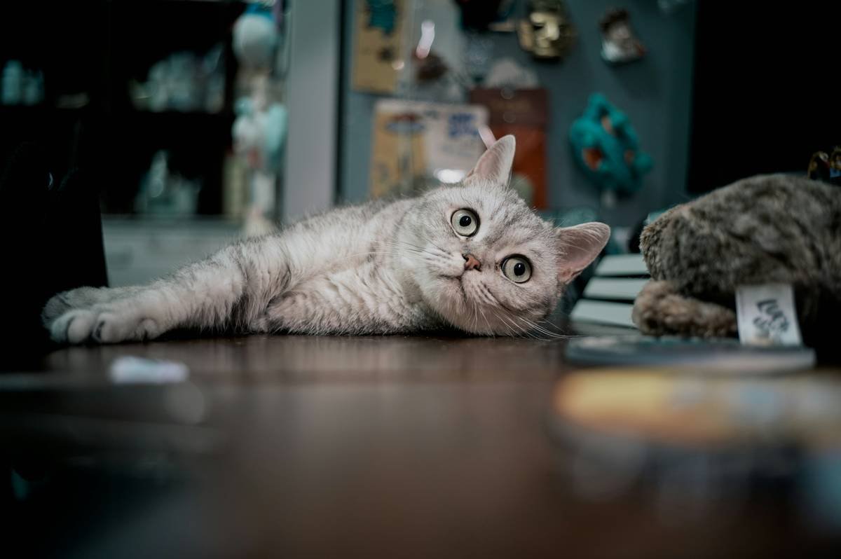 A silver tabby cat lies on a wooden surface.