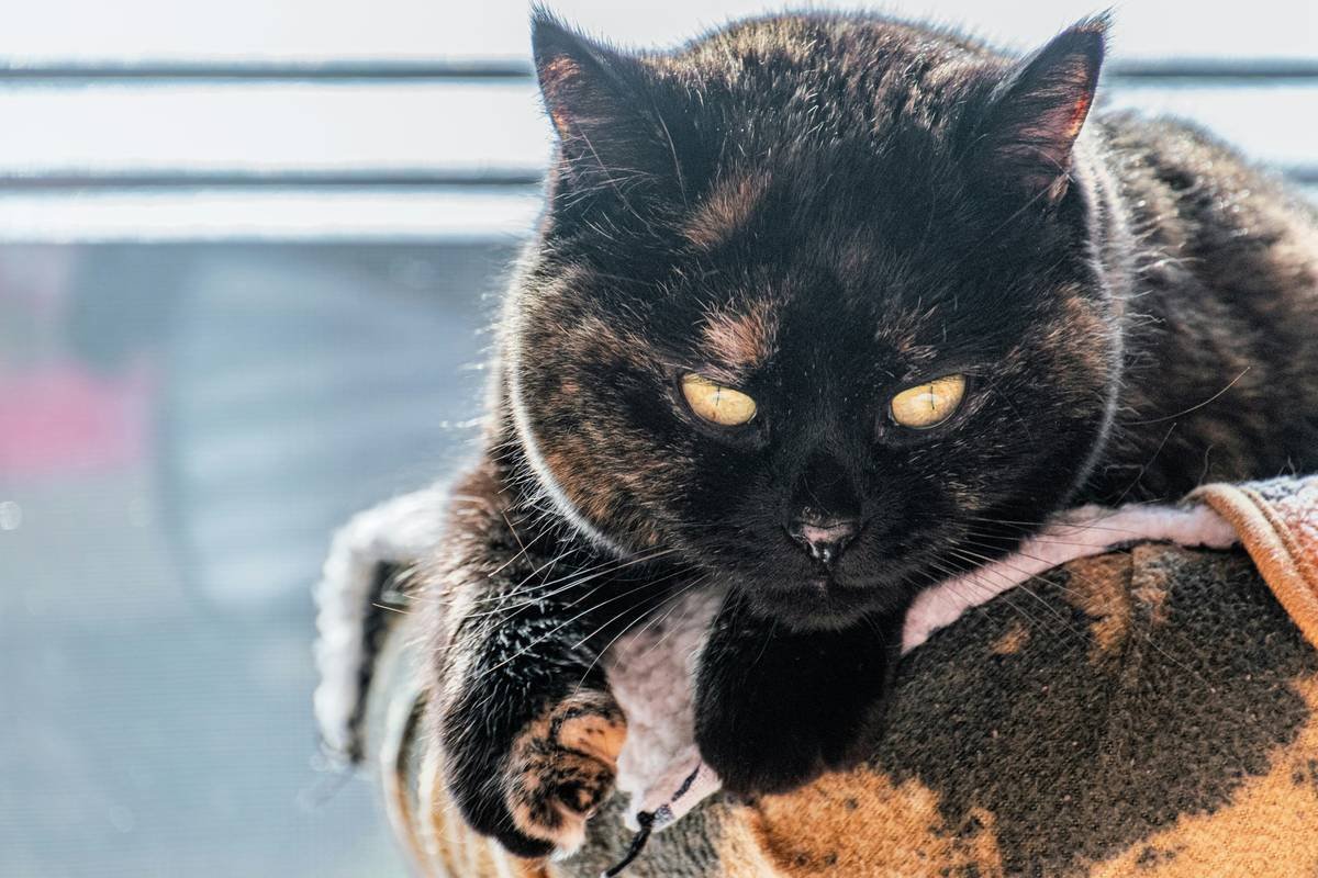 A tortoiseshell cat rests on a patterned blanket.