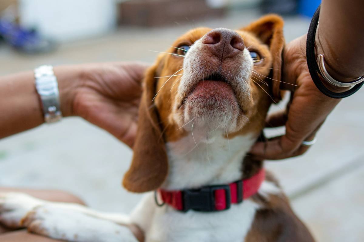Beagle having fun