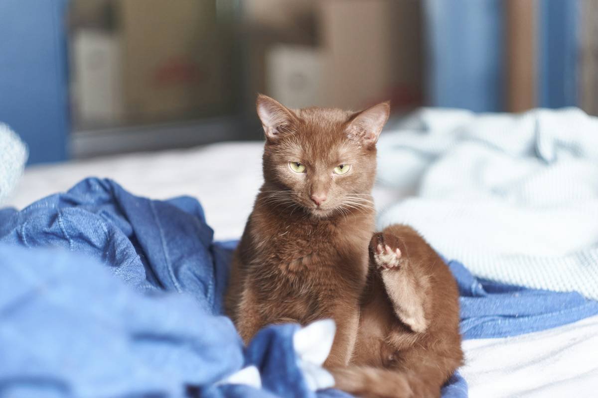 brown cat on blue textile