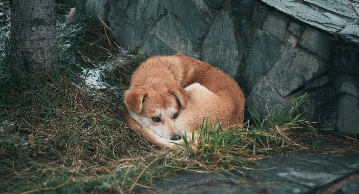 brown short coated dog lying on brown grass
