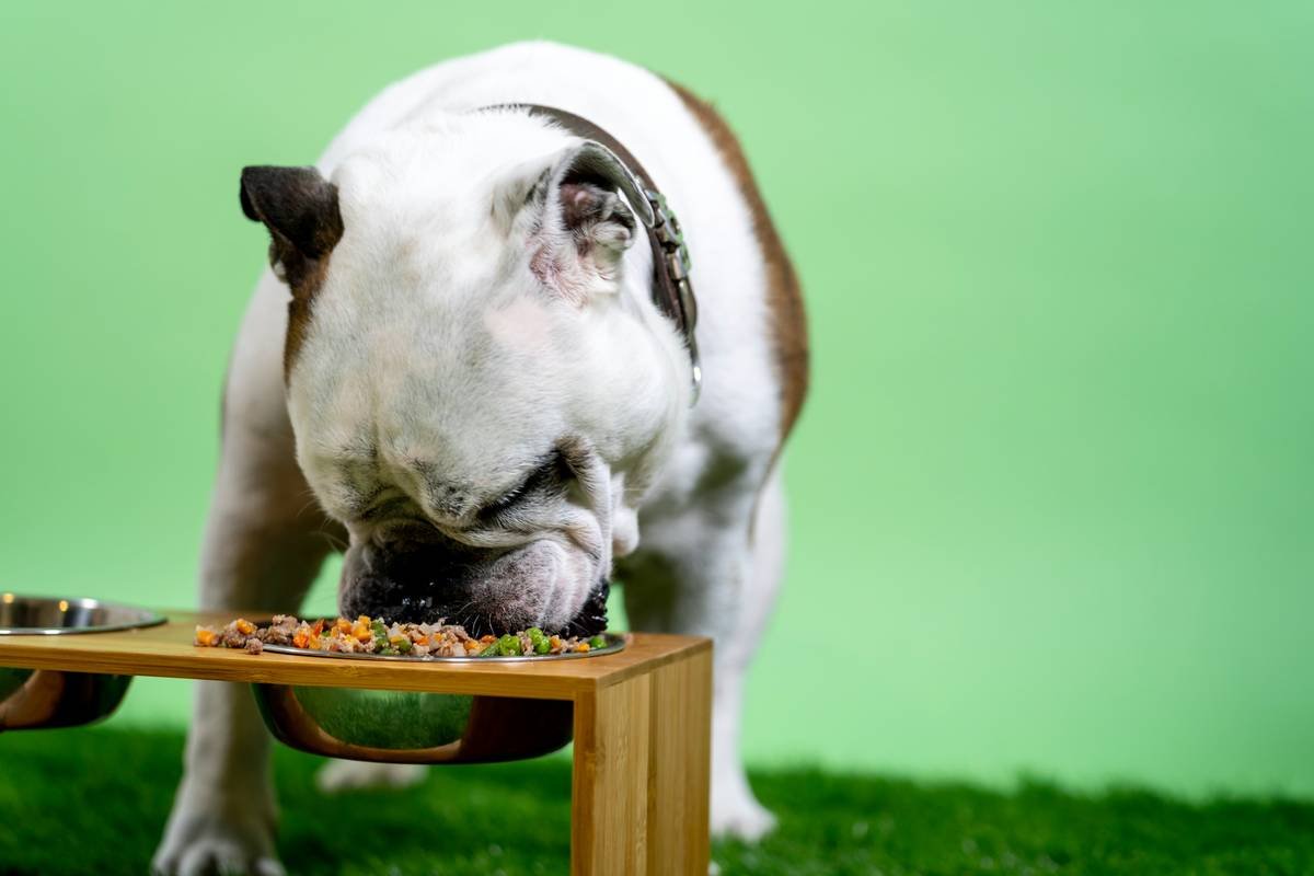 Bulldog eating Kabo foods.