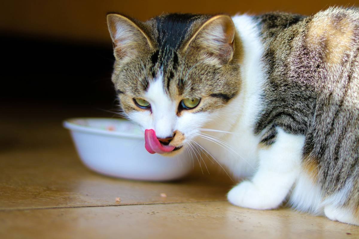 Cat Tongue