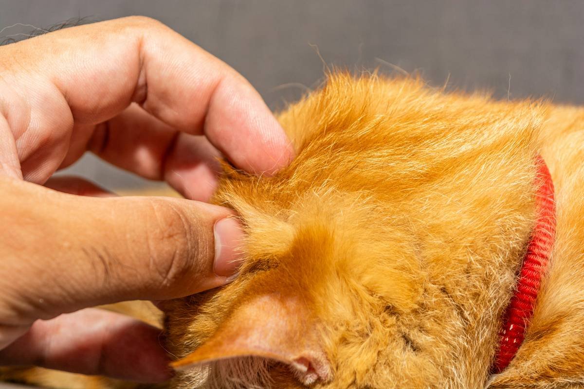 cute orange ginger tabby cat