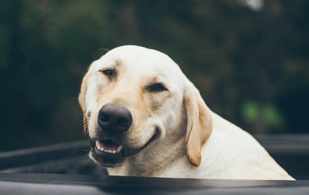 Infographic comparing human vs. dog vs. cat skin pH levels with acid mantle explanation
