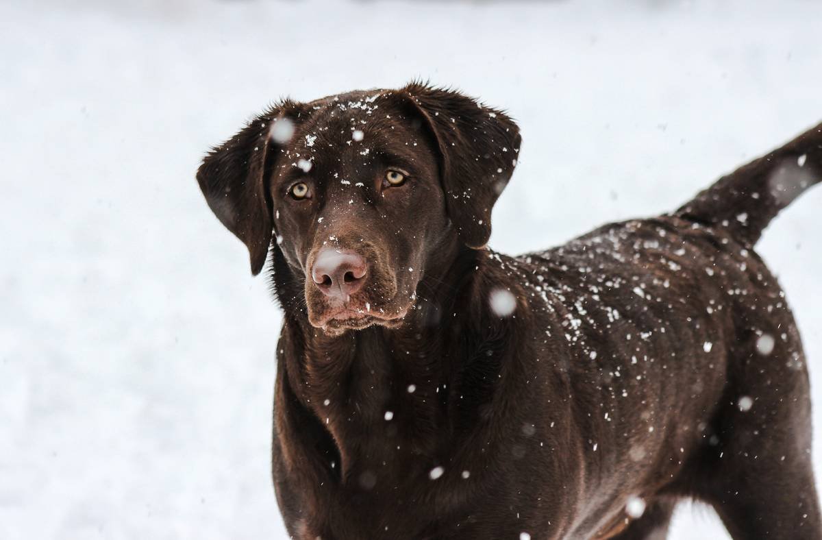 Infographic showing how autumn humidity drop affects dog coat types: double-coated, curly, short, and wire-haired breeds with moisture loss percentages and recommended shampoo ingredients