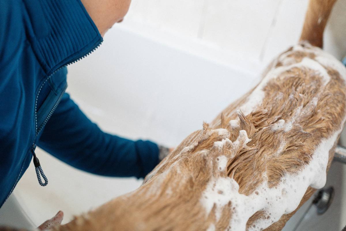 Is Your Dog Still Scratching? Why a “Flea Care Cleanser” Might Be the Missing Piece in Your Grooming Routine