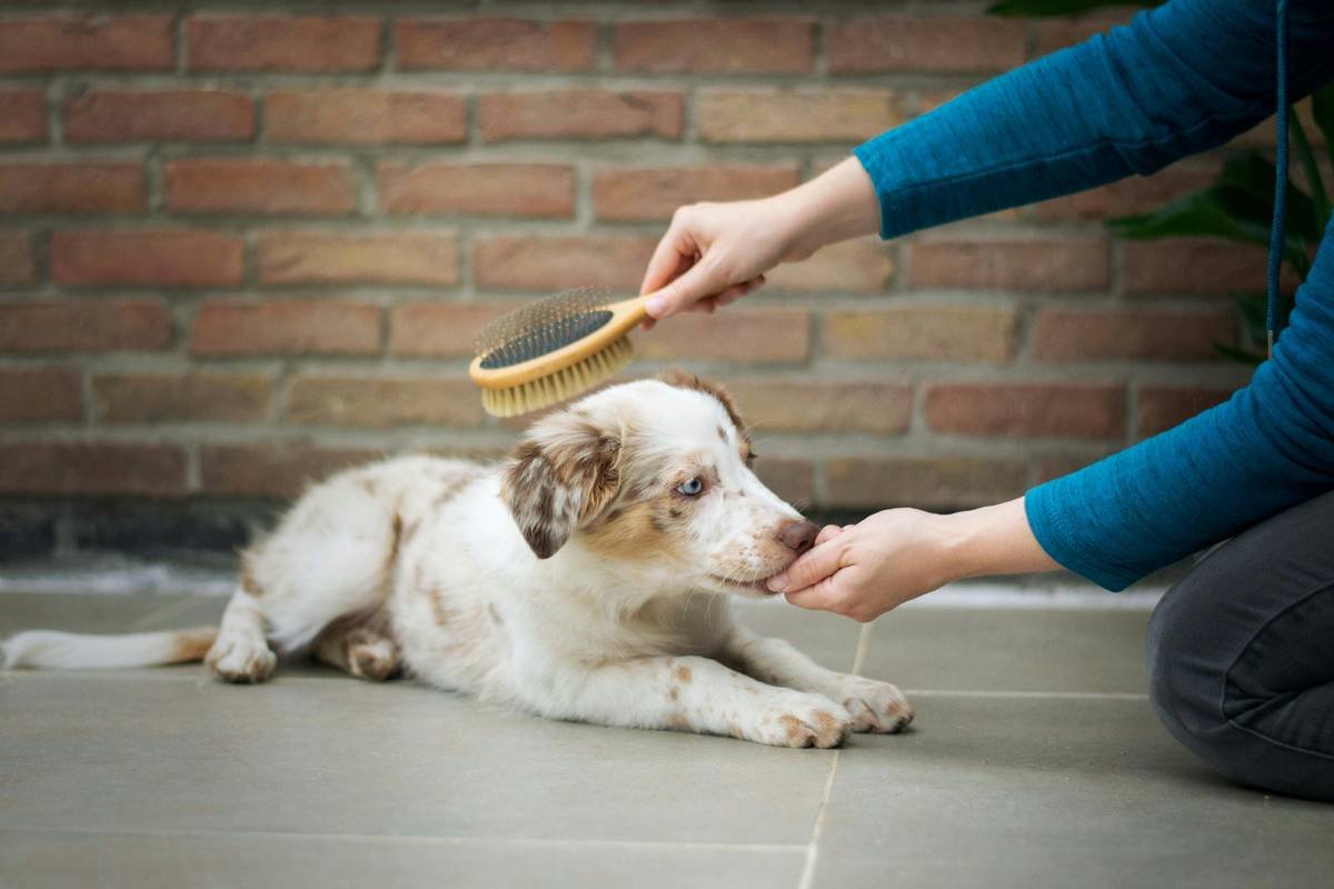 Is Your Dog Still Scratching? Why a Flea Shield Cleanser Might Be the Real MVP