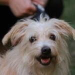 Is Your Dog Still Scratching? Why a Flea Therapy Cleanser Might Be the Real MVP