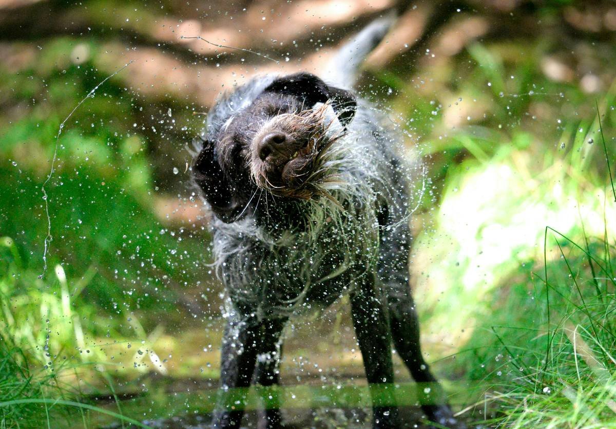Is Your Flea Control Bath Actually Working? Here’s What Most Pet Owners Get Wrong