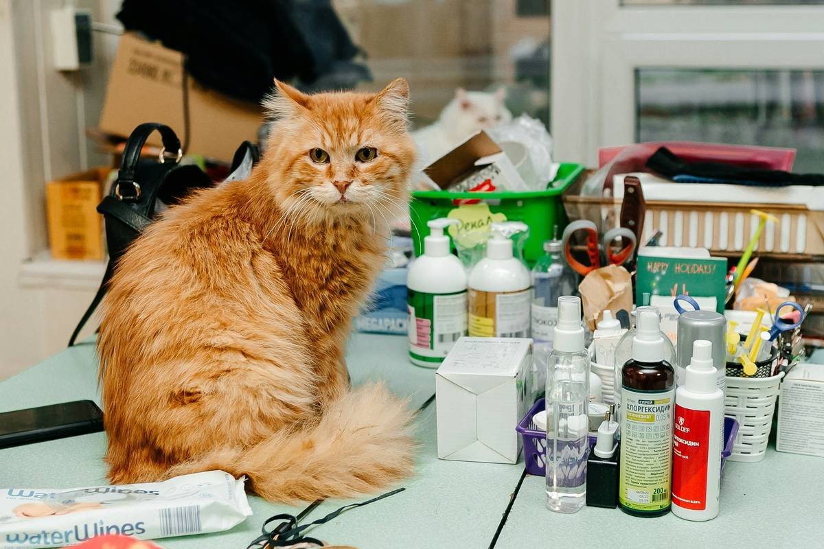 Is Your “Flea Solution Cleanser” Actually Working—or Just Making Things Worse?