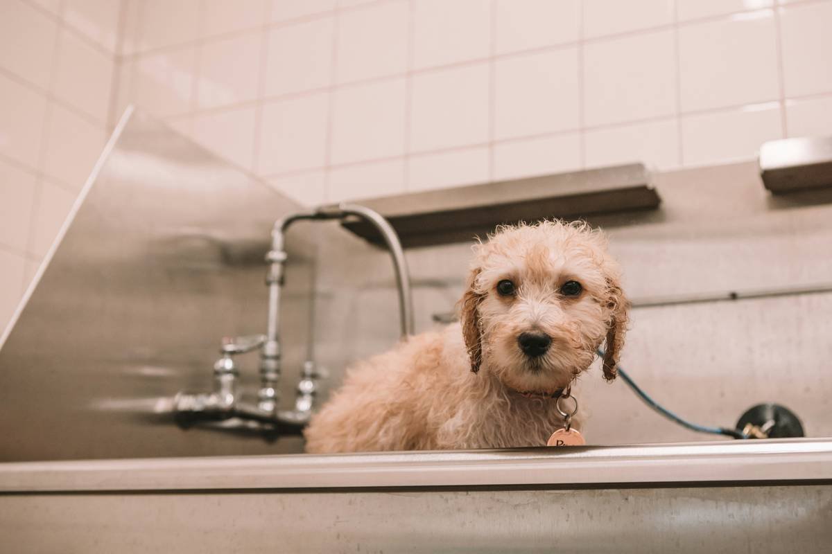 kristinbrownphotography.net - new dog, dog, puppy, doodle, golden doodle, golden retriever, poodle, bath