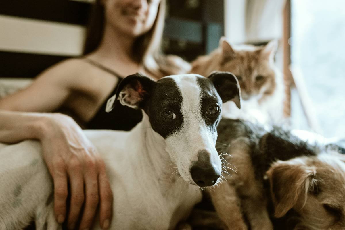 man in white t-shirt sitting beside white and black short coated dog