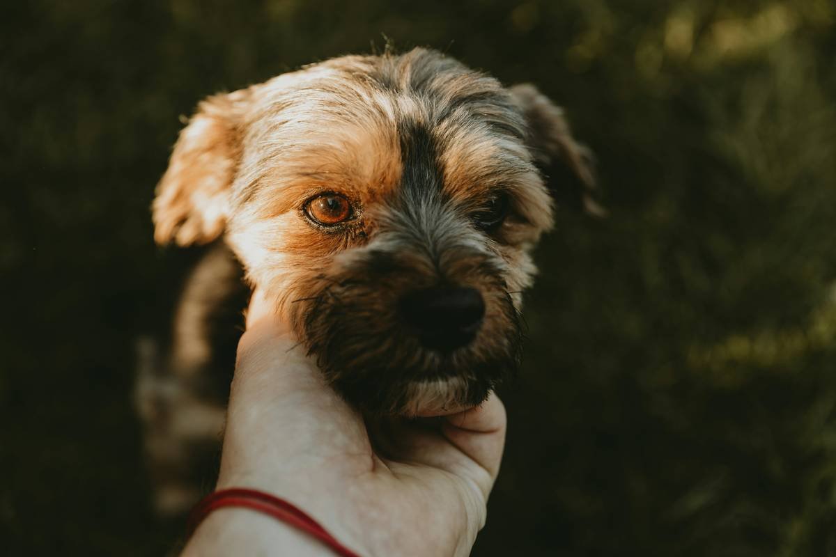 Man's hand scratching the dog on his neck