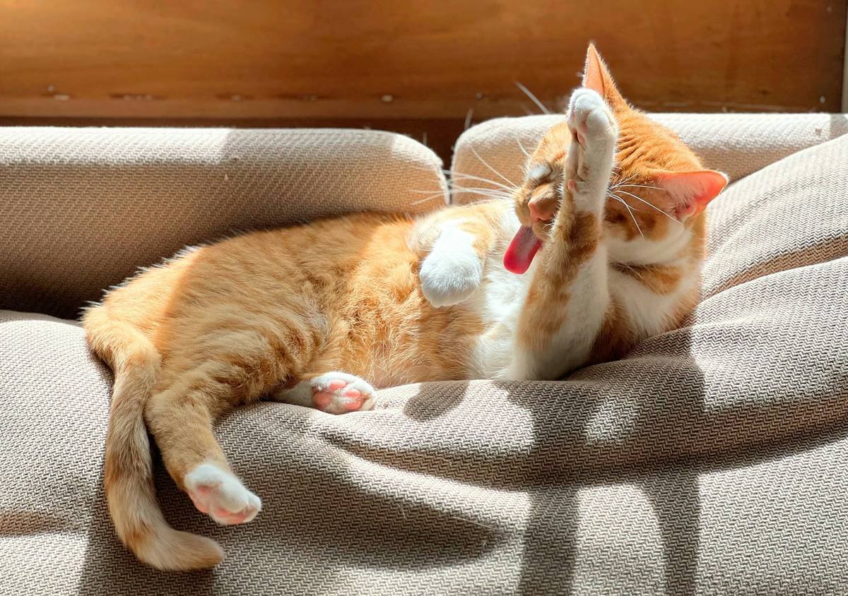 Orange tabby cat grooming himself in a sunny spot on the couch