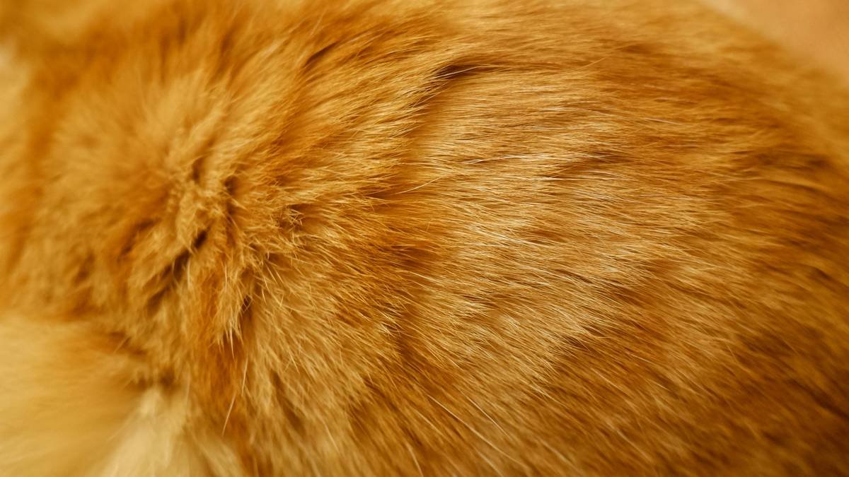 orange tabby cat on brown textile