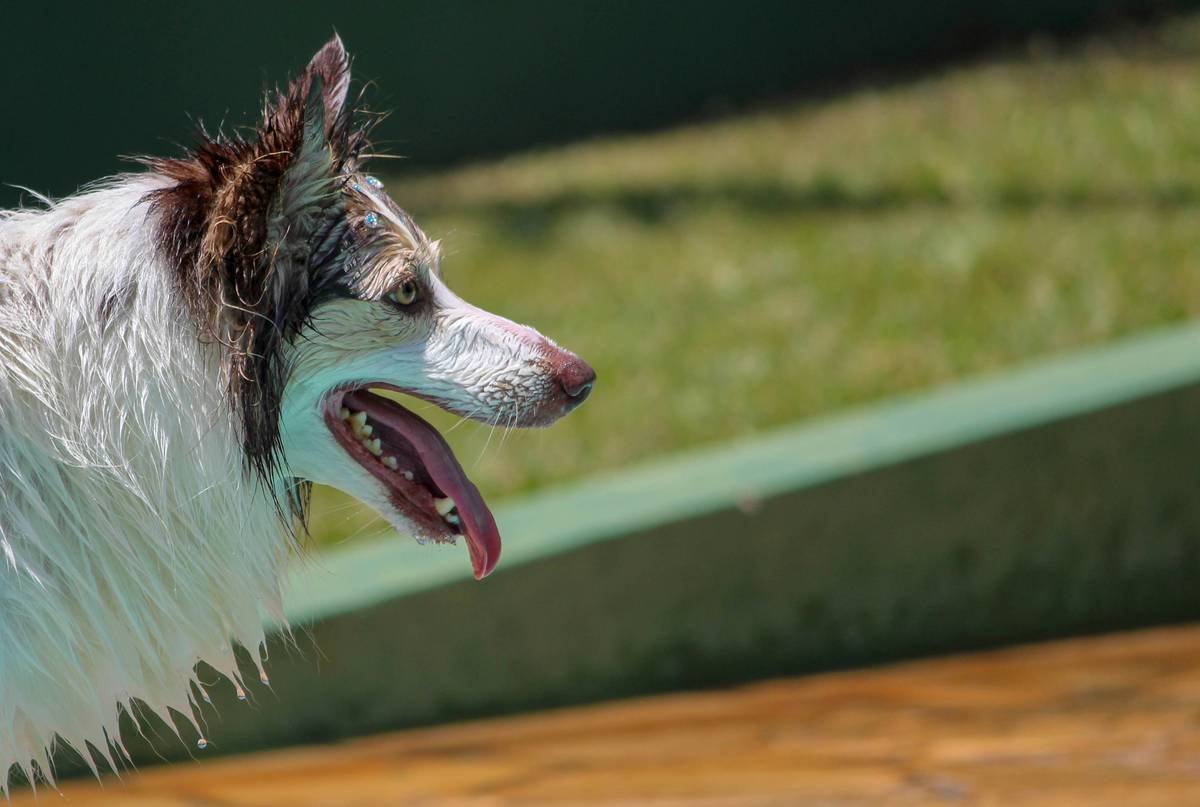 short-coated white and black dog